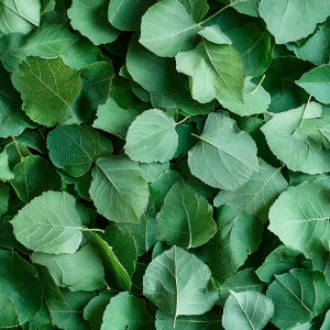 Λευκή σημύδα