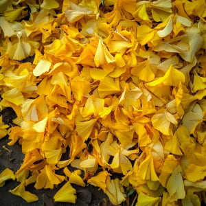 Καλέντουλα